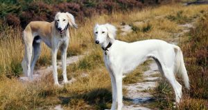 Islam, Anjing, dan Saluki