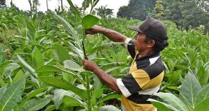 Urgensi Produk Tembakau Alternatif